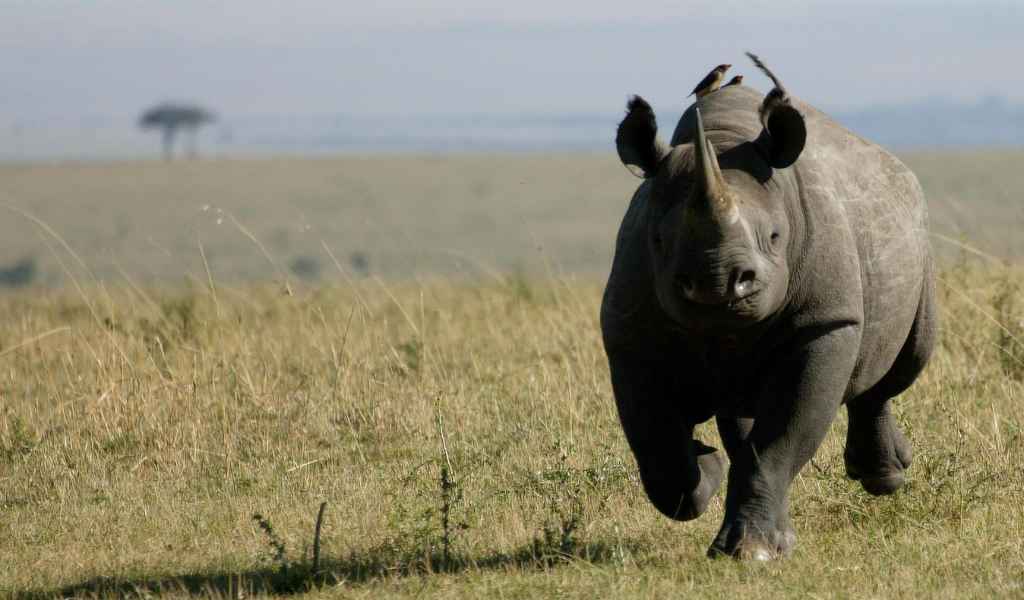 Black rhino