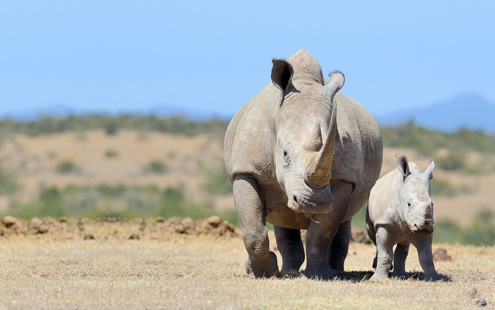 The Pack Gives Back, RHINO RESCUE