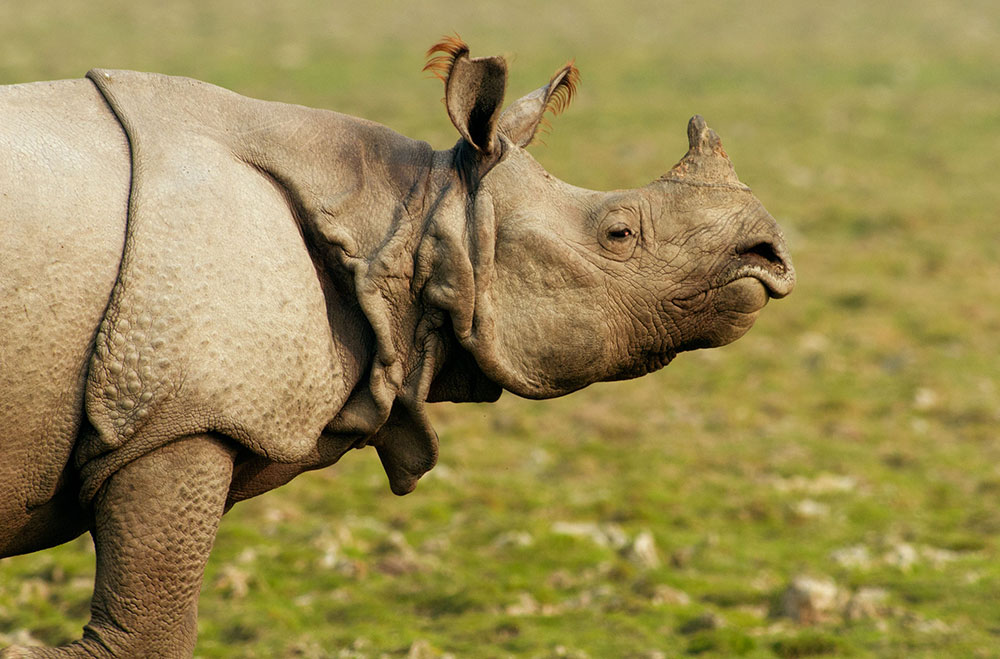 Rescue Of Critically Endangered Sumatran Rhino - International Rhino  FoundationInternational Rhino Foundation