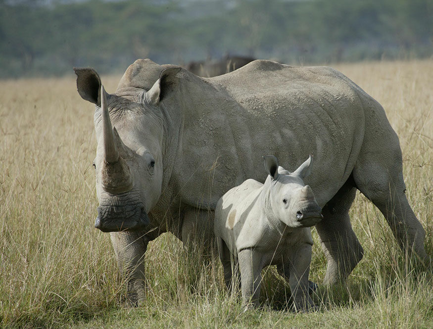 breeding of javan rhinoceros