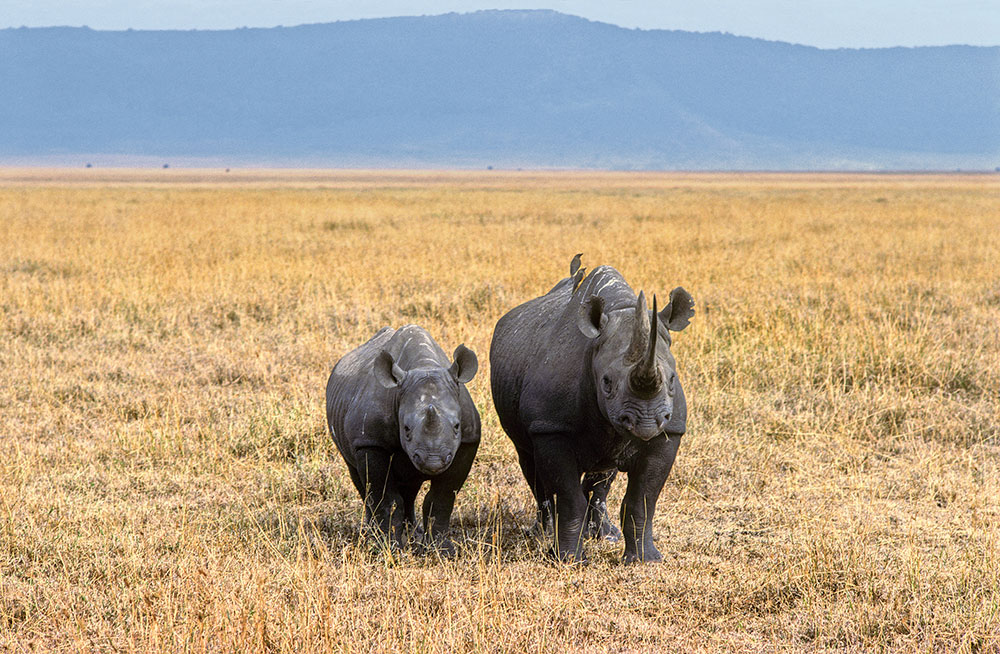 Rescue Of Critically Endangered Sumatran Rhino - International Rhino  FoundationInternational Rhino Foundation