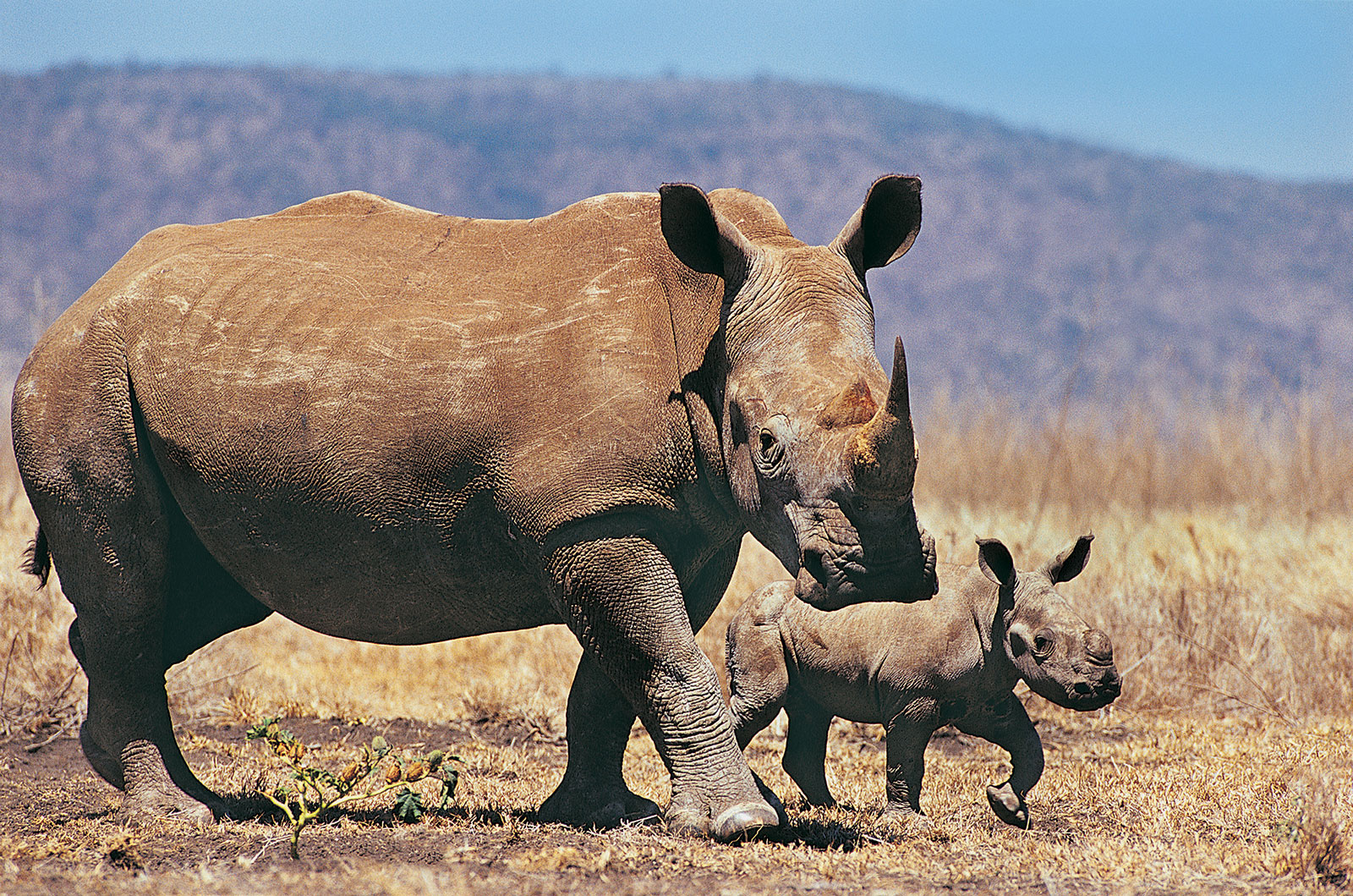 breeding of javan rhinoceros