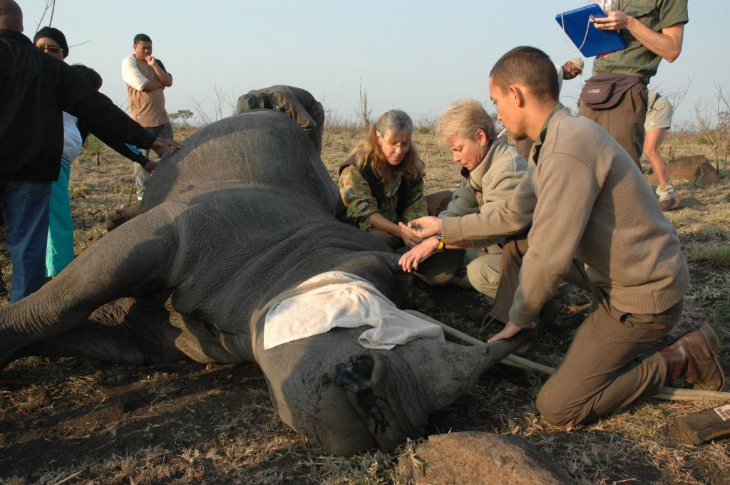 picture of javan rhinoceros