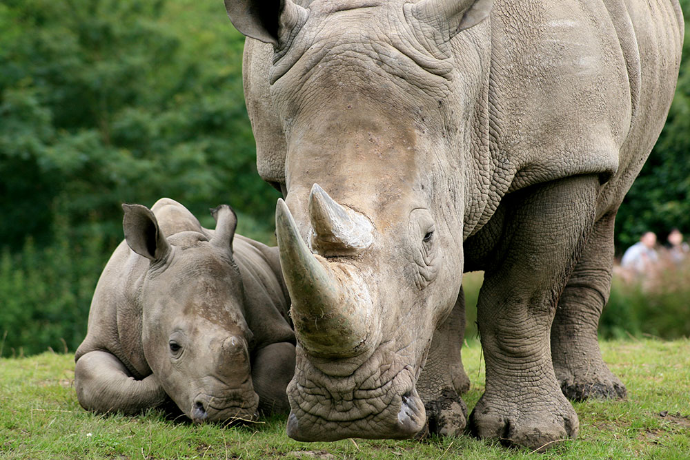 Sumatran Rhino Rescue  International Rhino FoundationInternational Rhino  Foundation