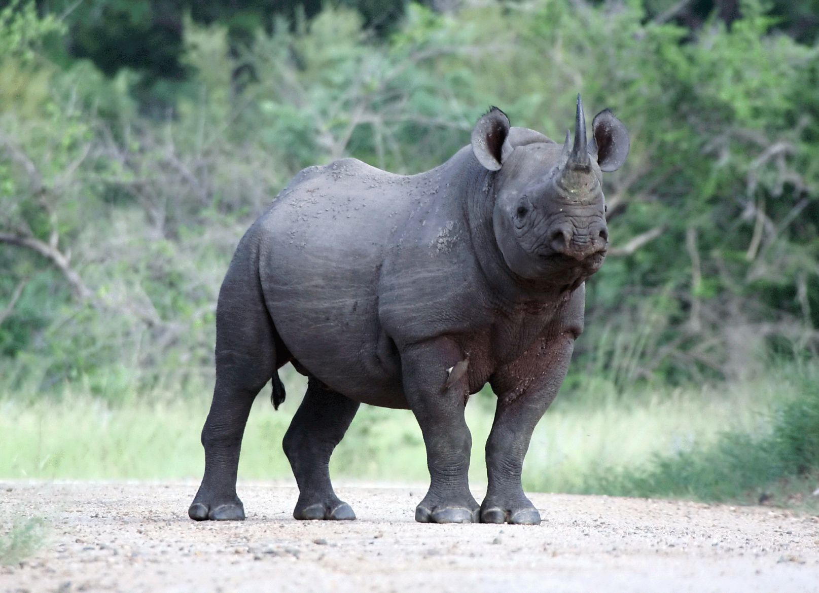 pictures of javan rhinoceros