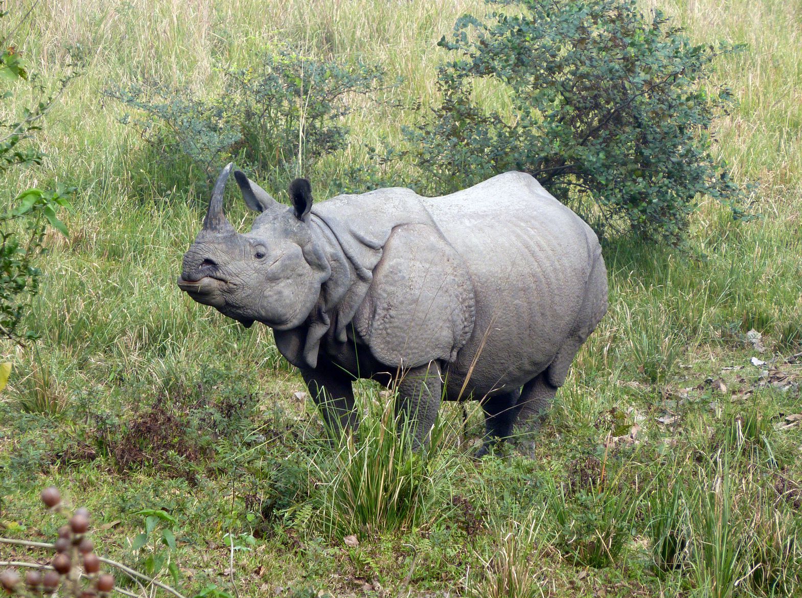 Greater One-Horned Rhino | International Rhino Foundation