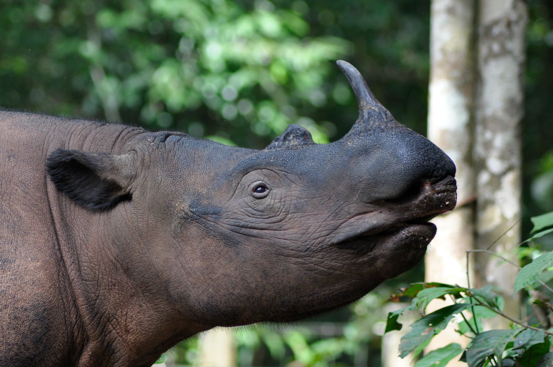 pictures of javan rhinoceros