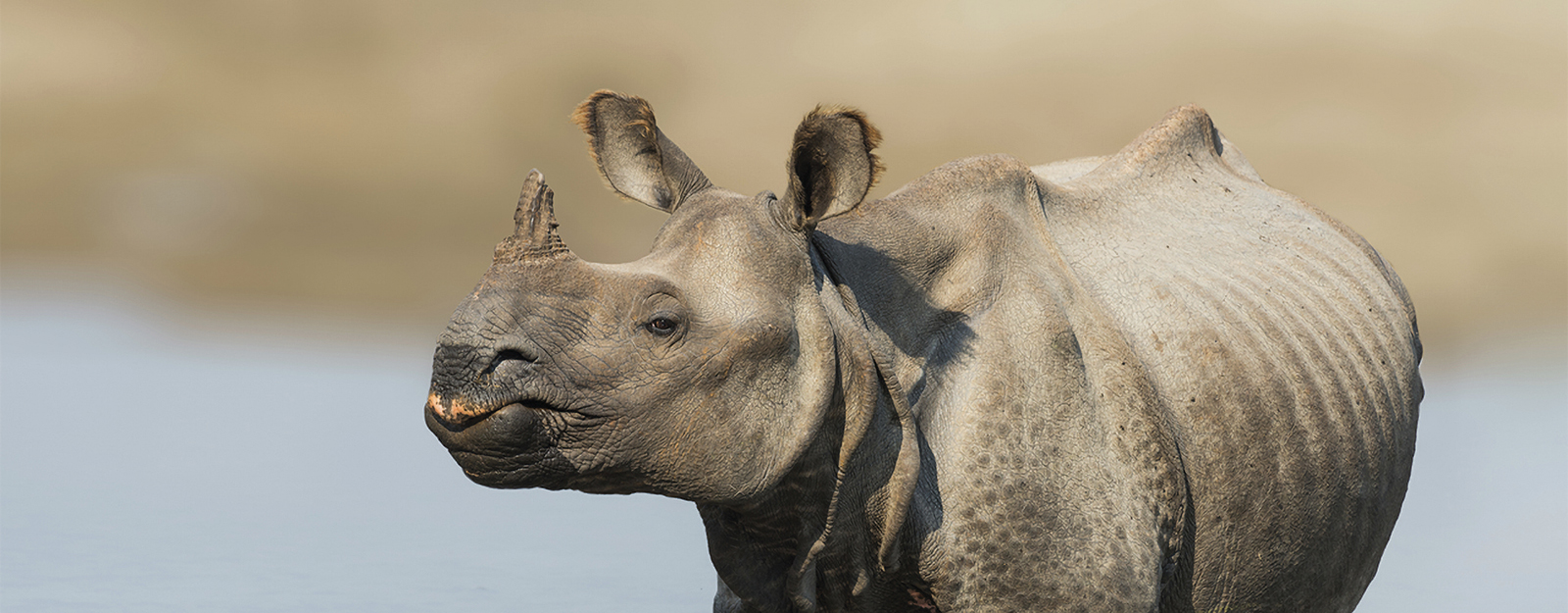 Greater One-Horned Rhino | International Rhino Foundation