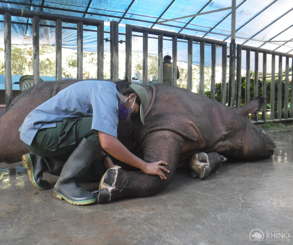 Sumatran Rhino Rescue  International Rhino FoundationInternational Rhino  Foundation