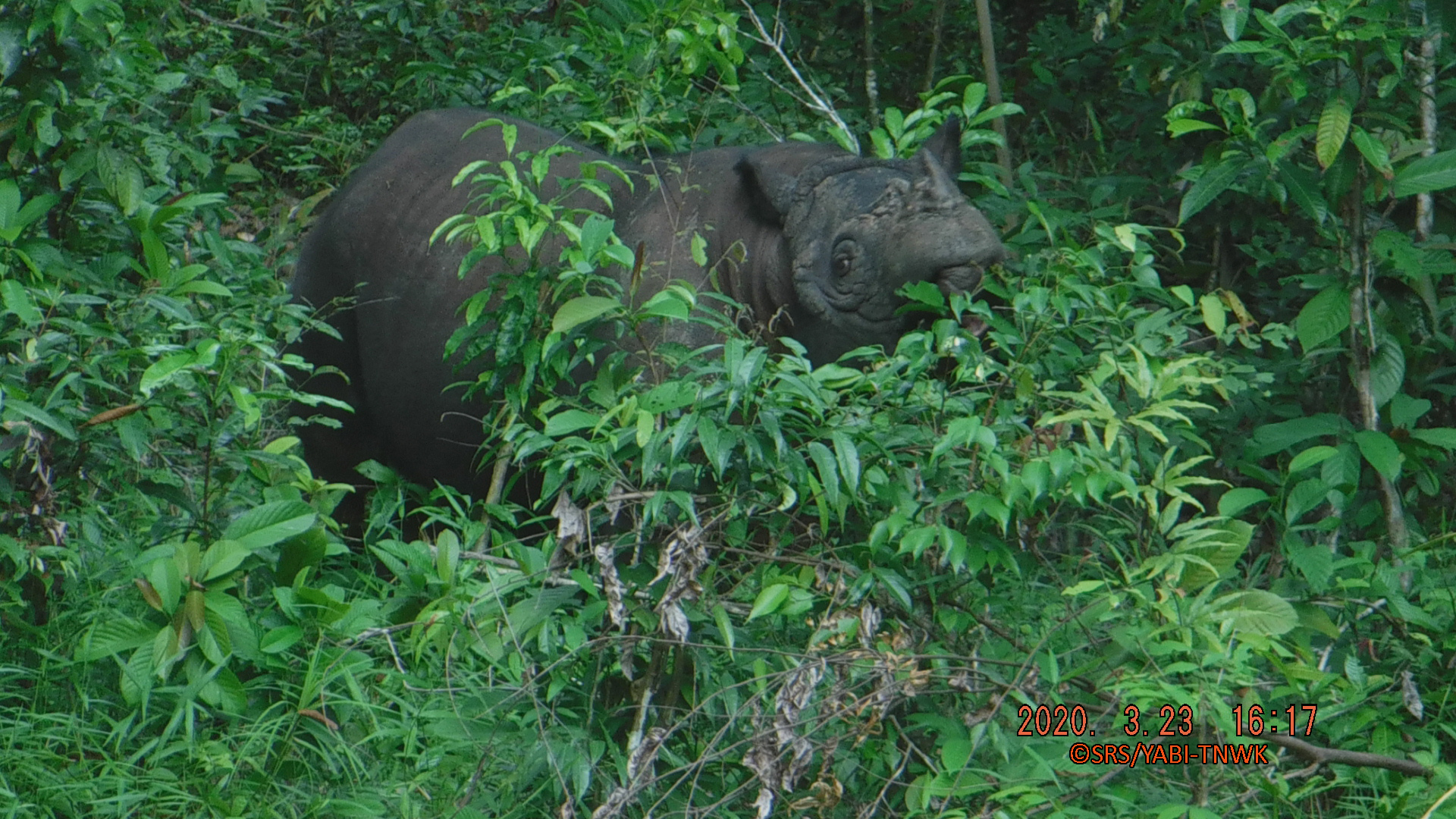 Care at the Sumatran Rhino Sanctuary - International Rhino