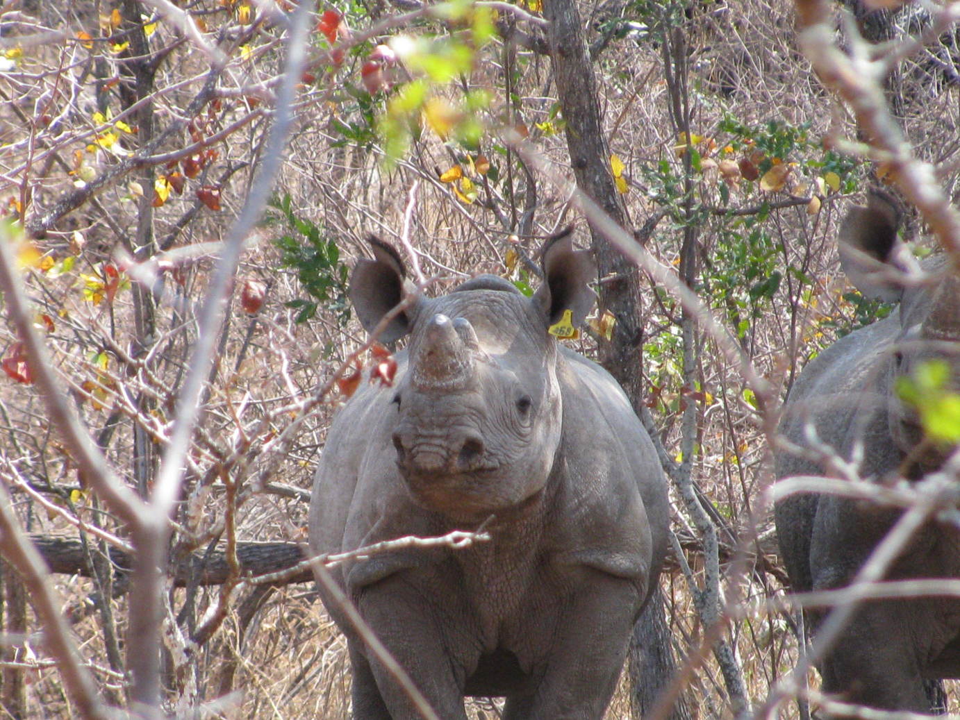 The Plan to Save Sumatran Rhinos: Step 1- Survey - International Rhino  FoundationInternational Rhino Foundation