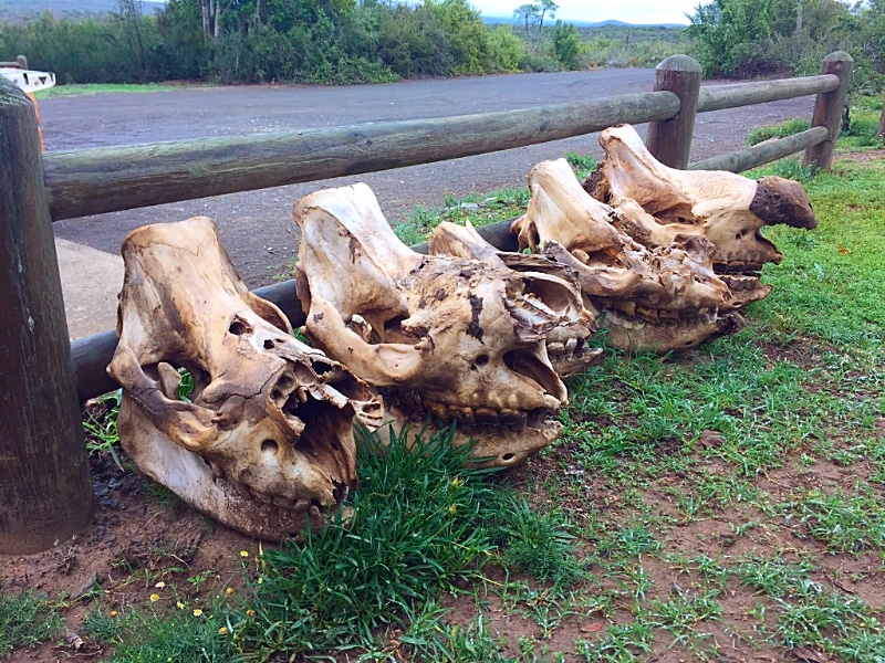 Skulls of poached rhino, including a calf (center) at Great Fish River Nature Reserve