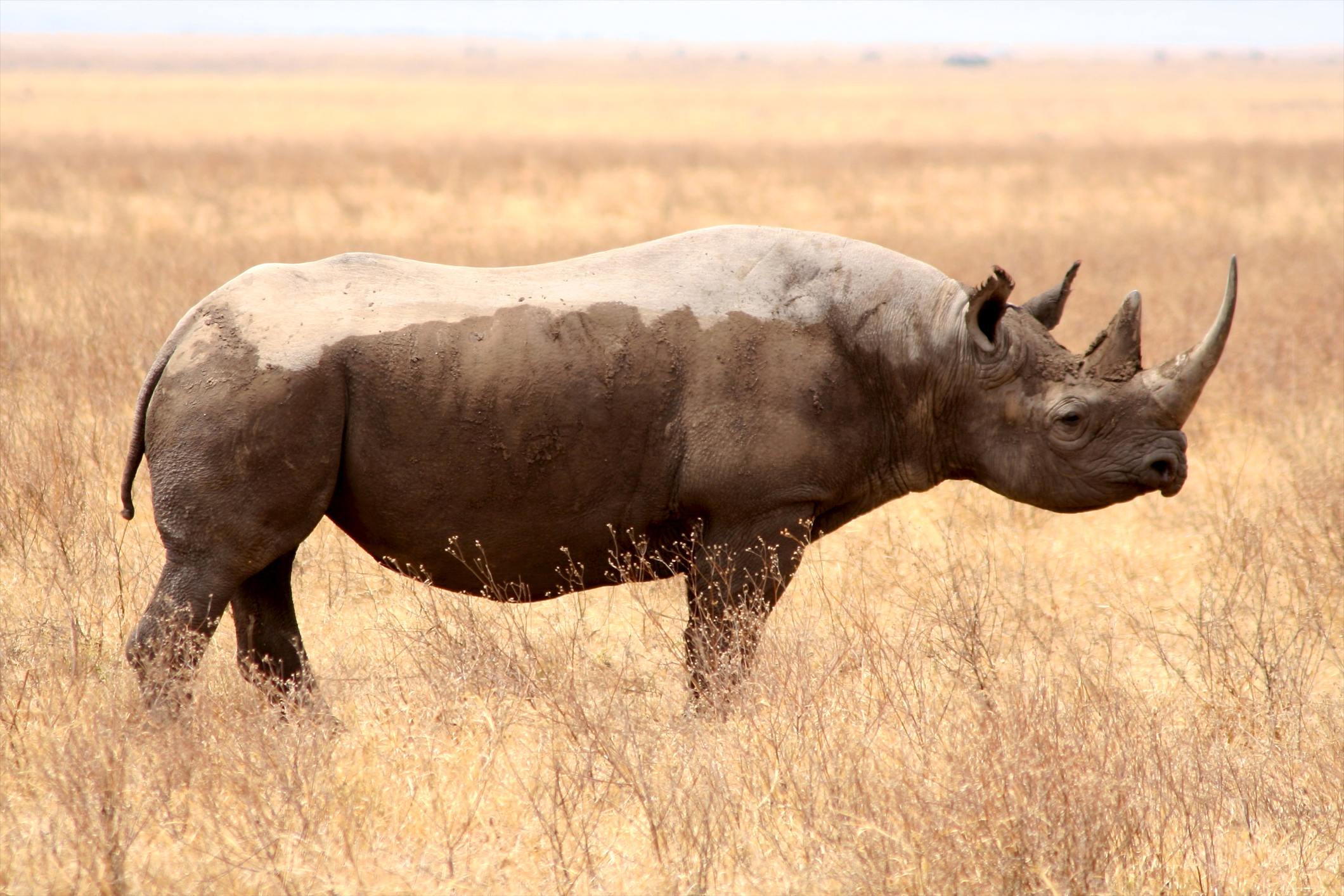 Cites Cop17 And Rhino Horn Trade International Rhino Foundation