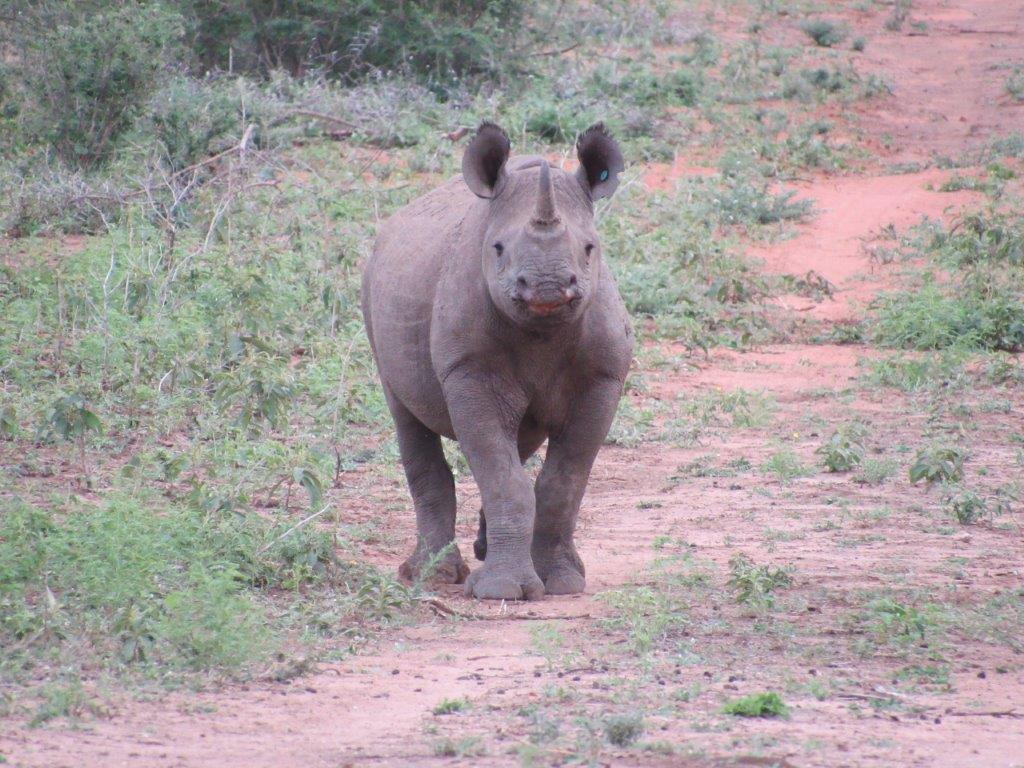 Videos - Baby Rhino Rescue