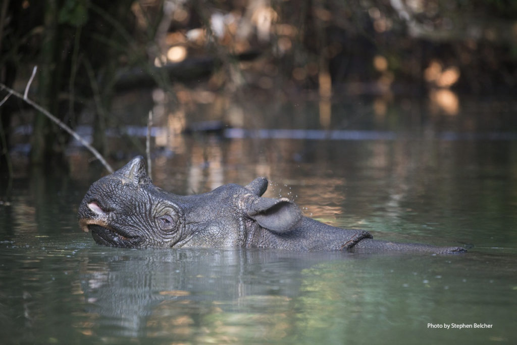 Guest Post: Ananya Makes the Case to Protect Javan Rhinos