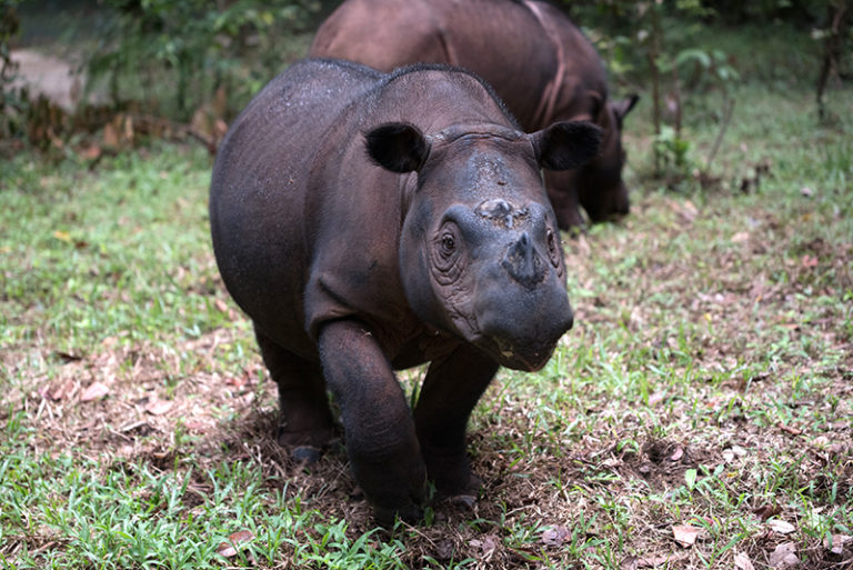 Baby Rhino Rescue