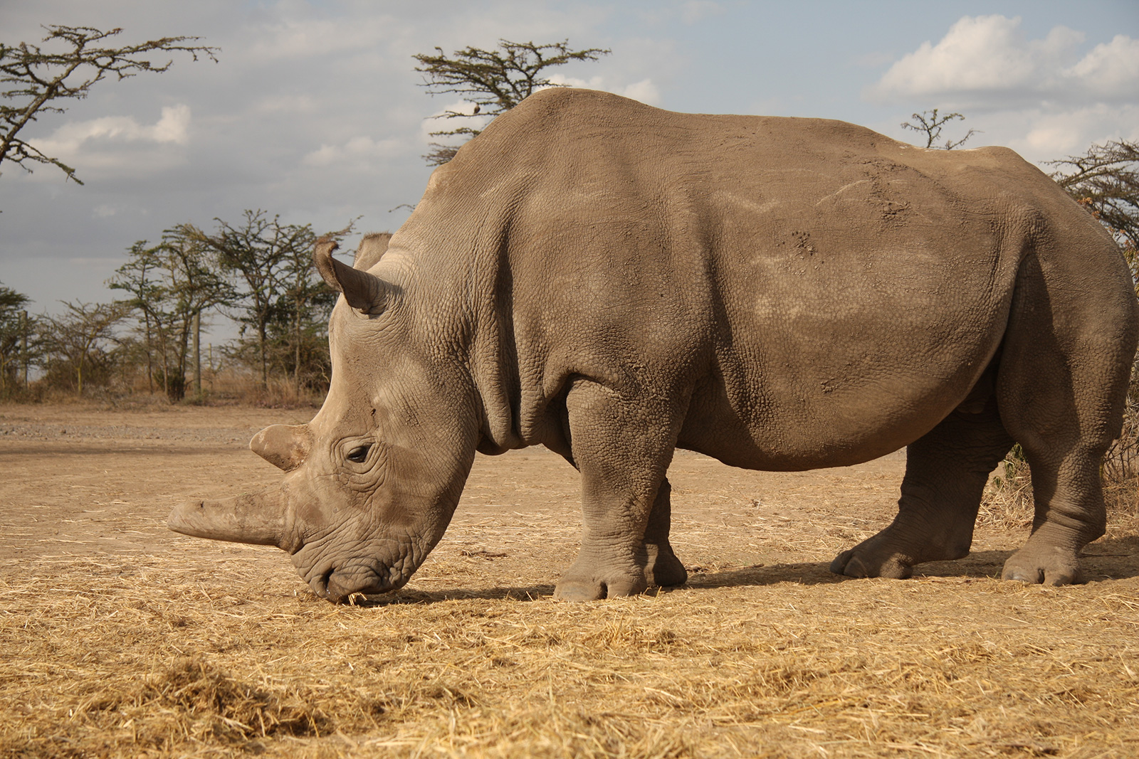 Northern White Rhino | International Rhino Foundation