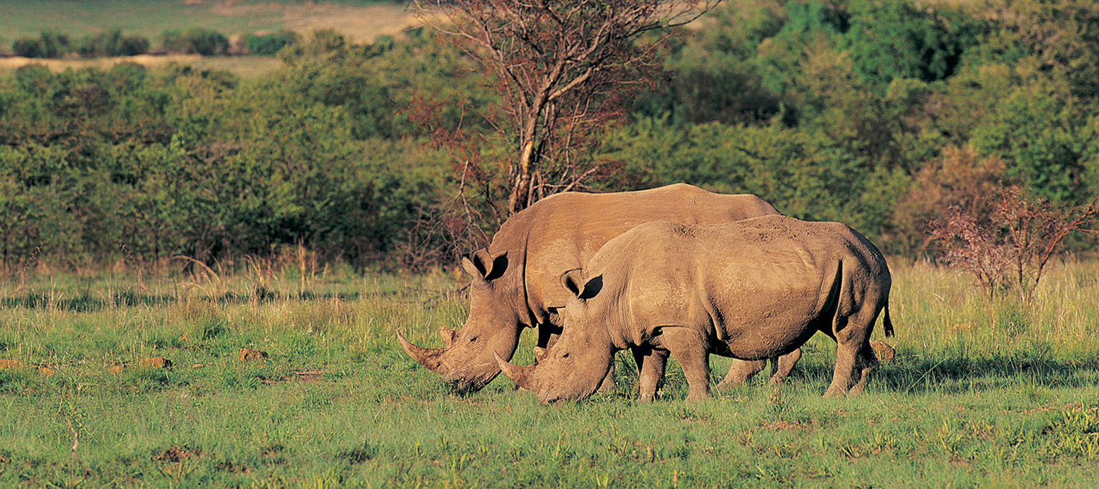 rhinoceros hunt