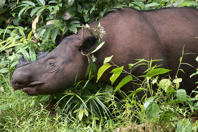 Sumatran Rhino Rescue celebrates World Rhino Day — Sumatran Rhino Alliance