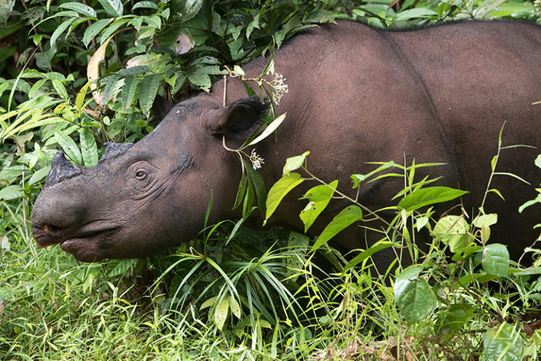 Preparing for A Rhino Rescue Mission