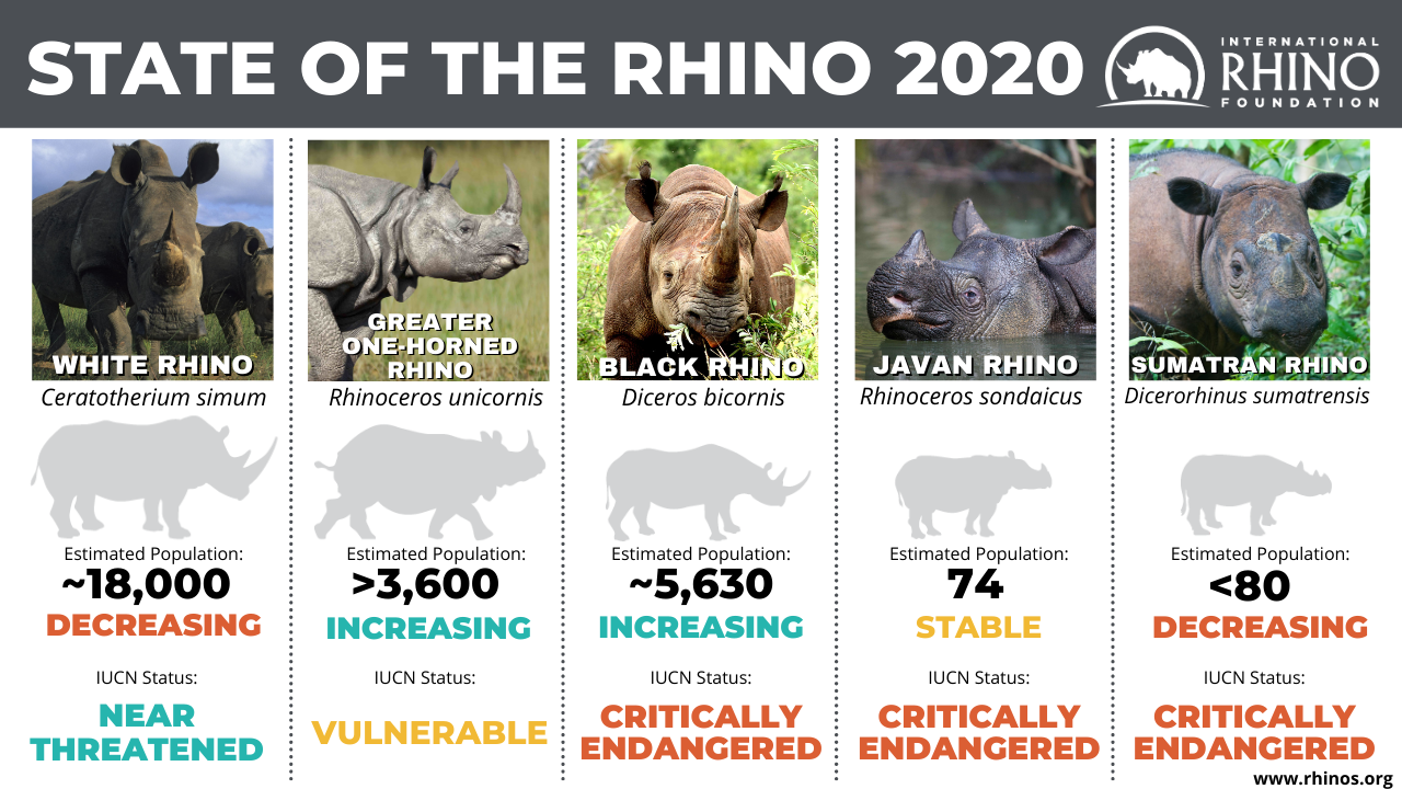 Estado del Rinoceronte Fundación Internacional del Rinoceronte Home