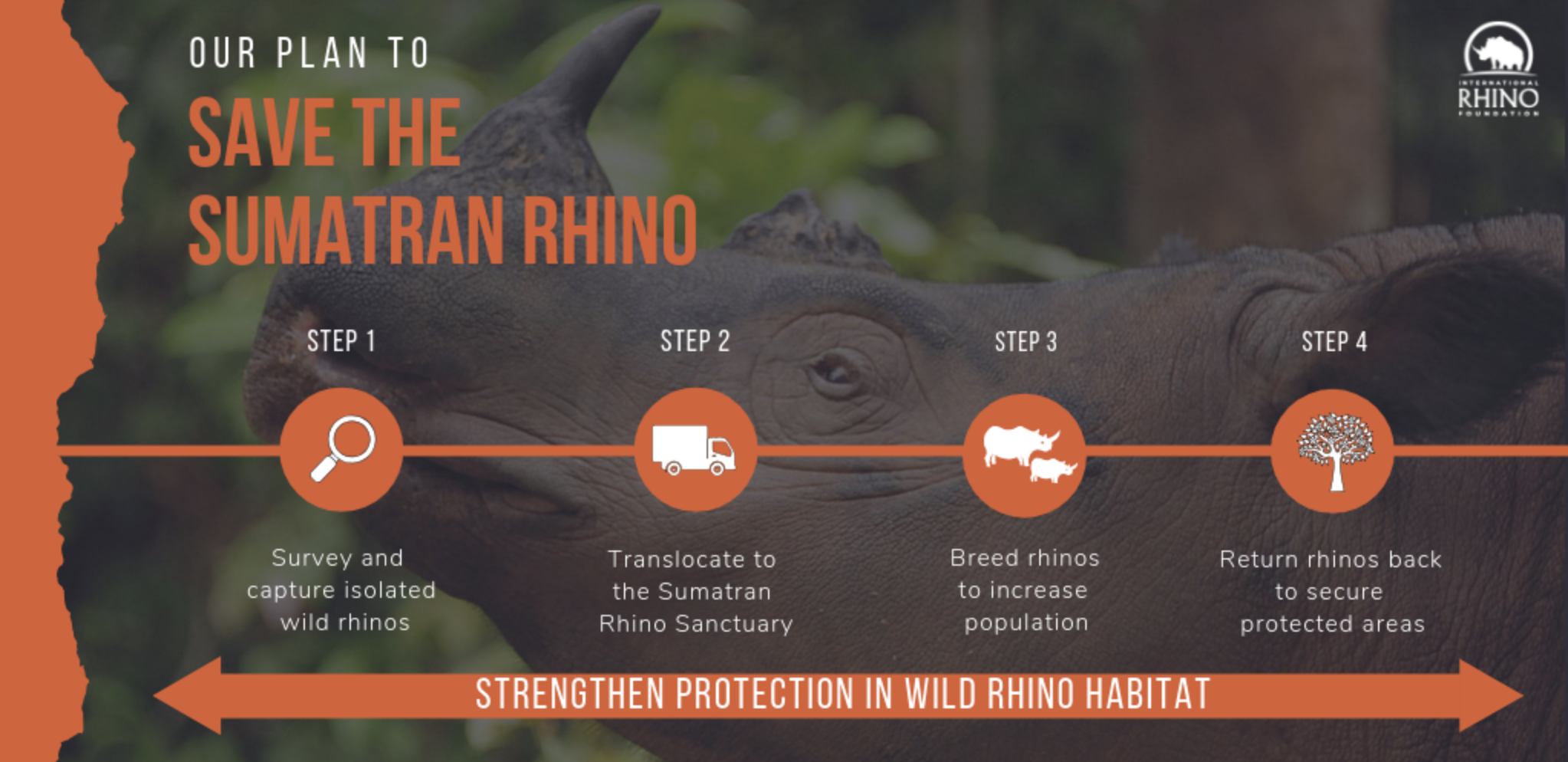 SAVING SUMATRAN RHINOS - International Rhino FoundationInternational