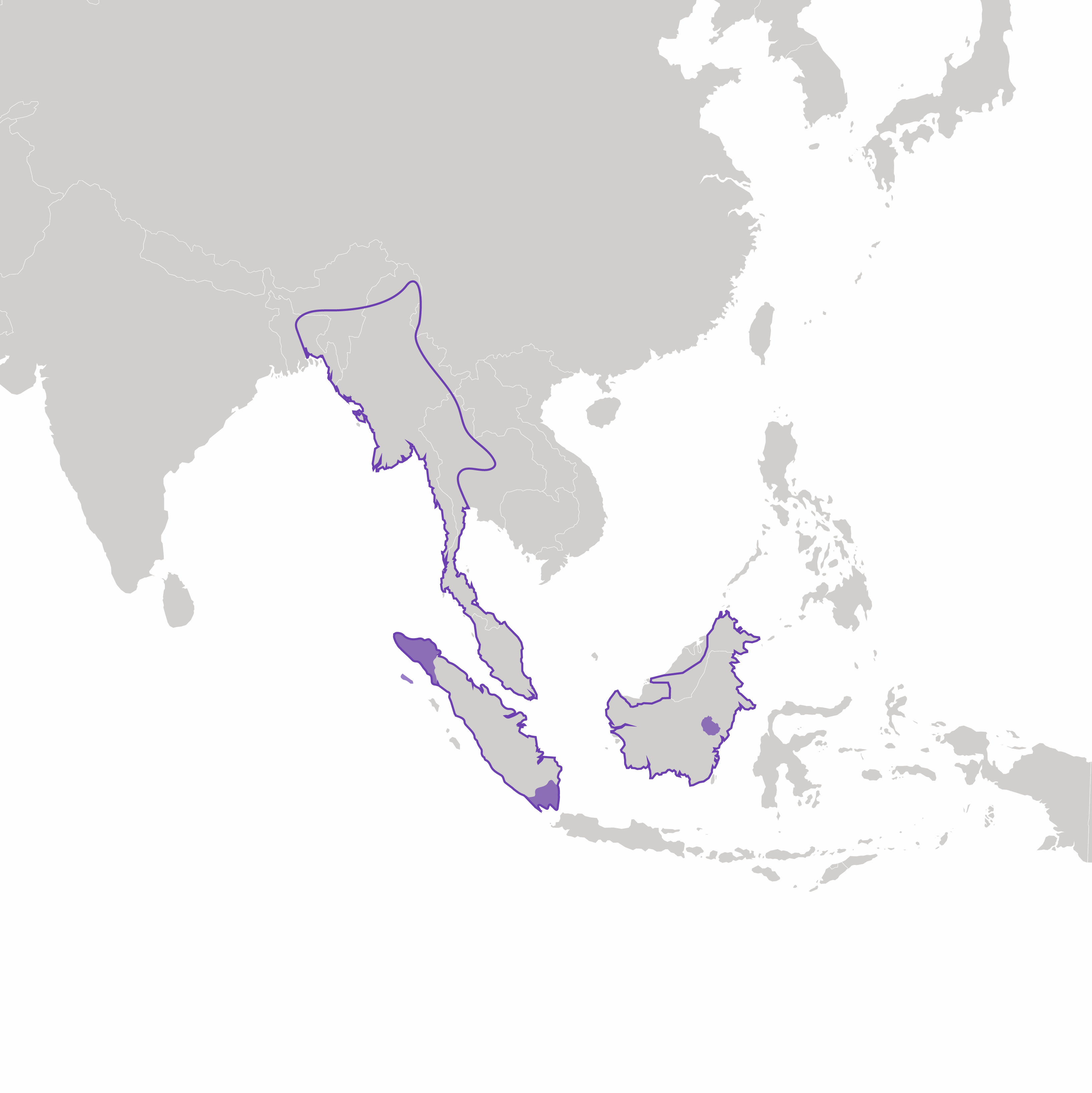 Sumatran Rhino | International Rhino FoundationInternational Rhino