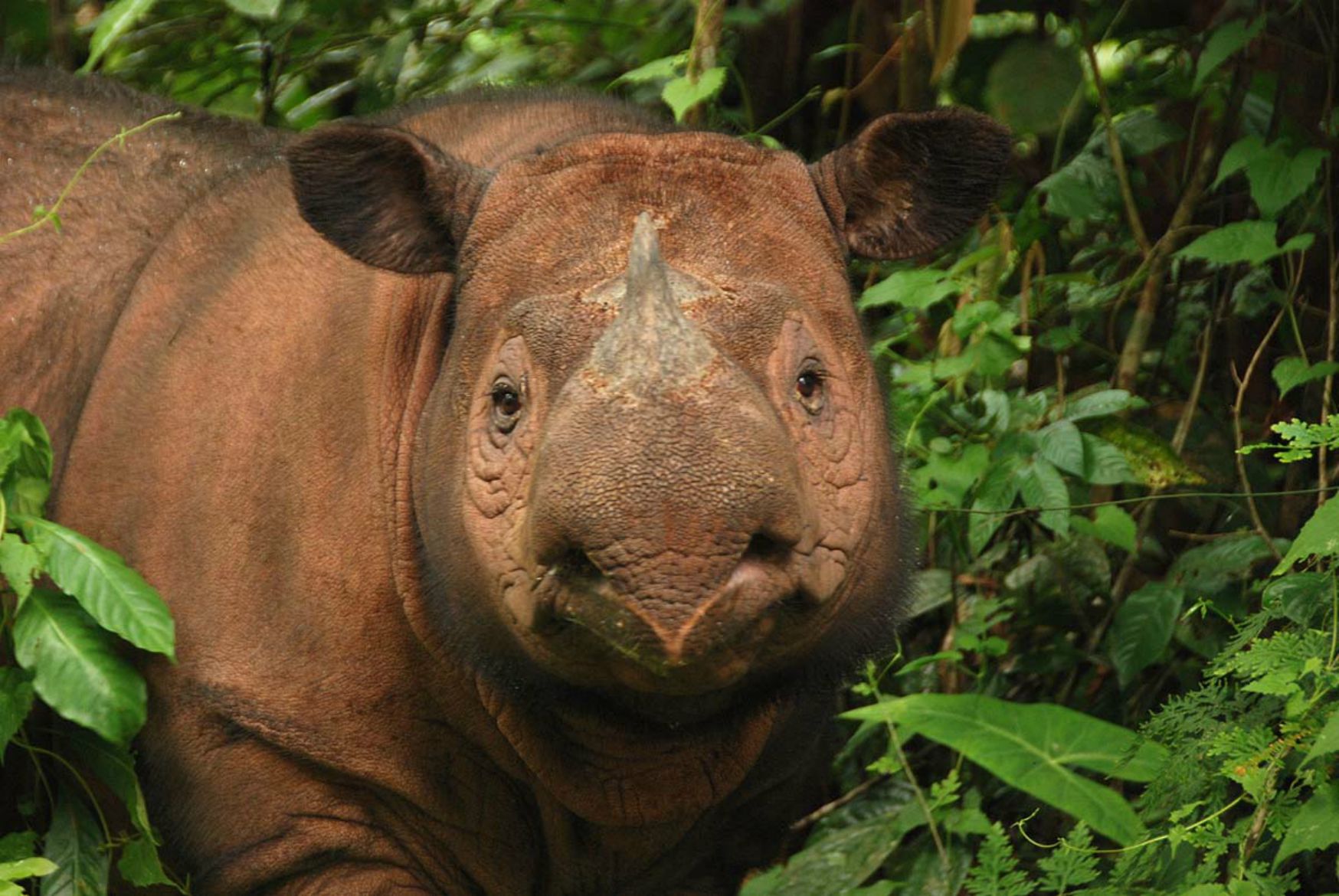 Portrait of a Rhino Poacher, Part III