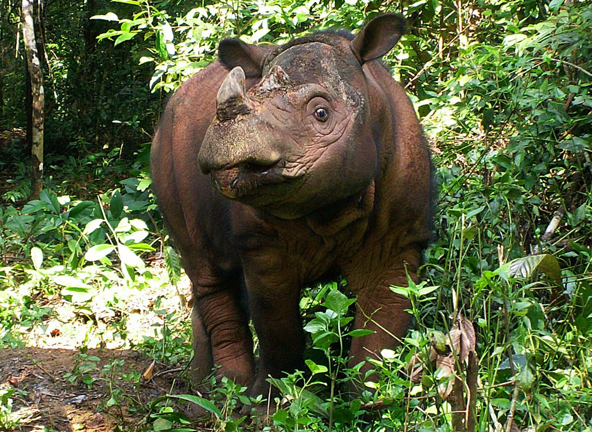 Andalas - Sumatran Rhino