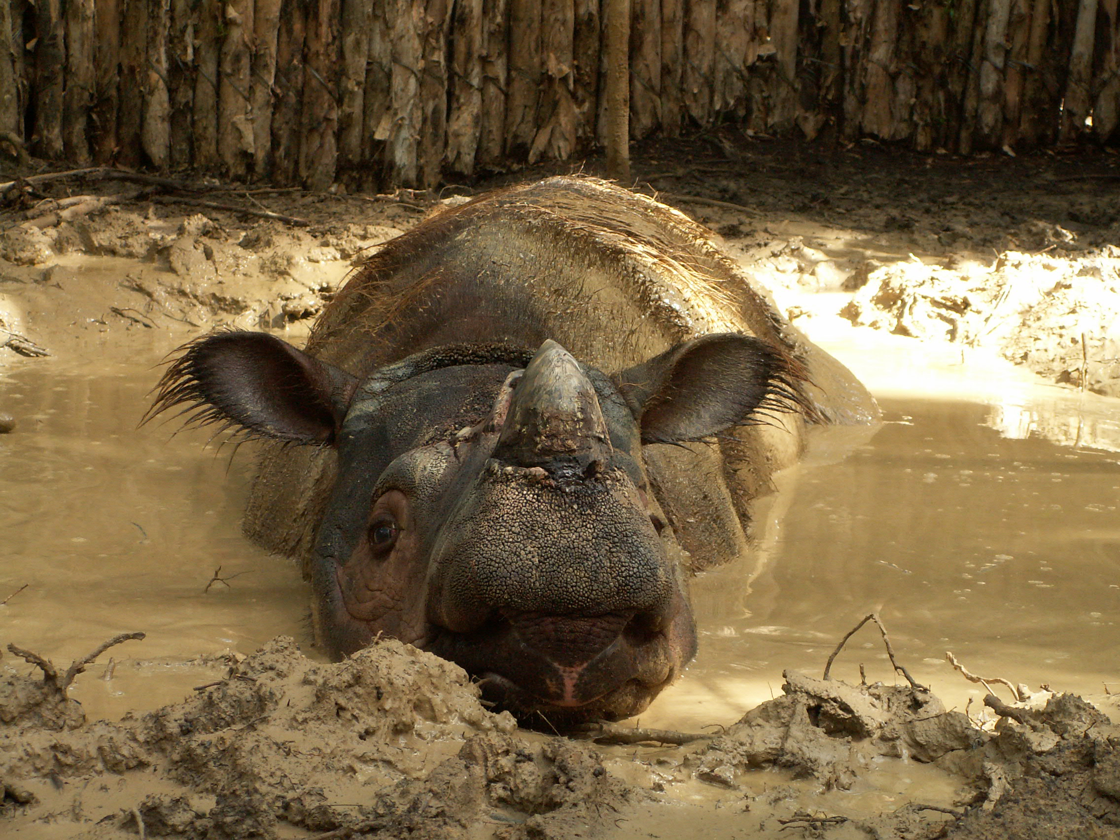 Happy Father's Day to Andalas at the Sumatran Rhino Sanctuary