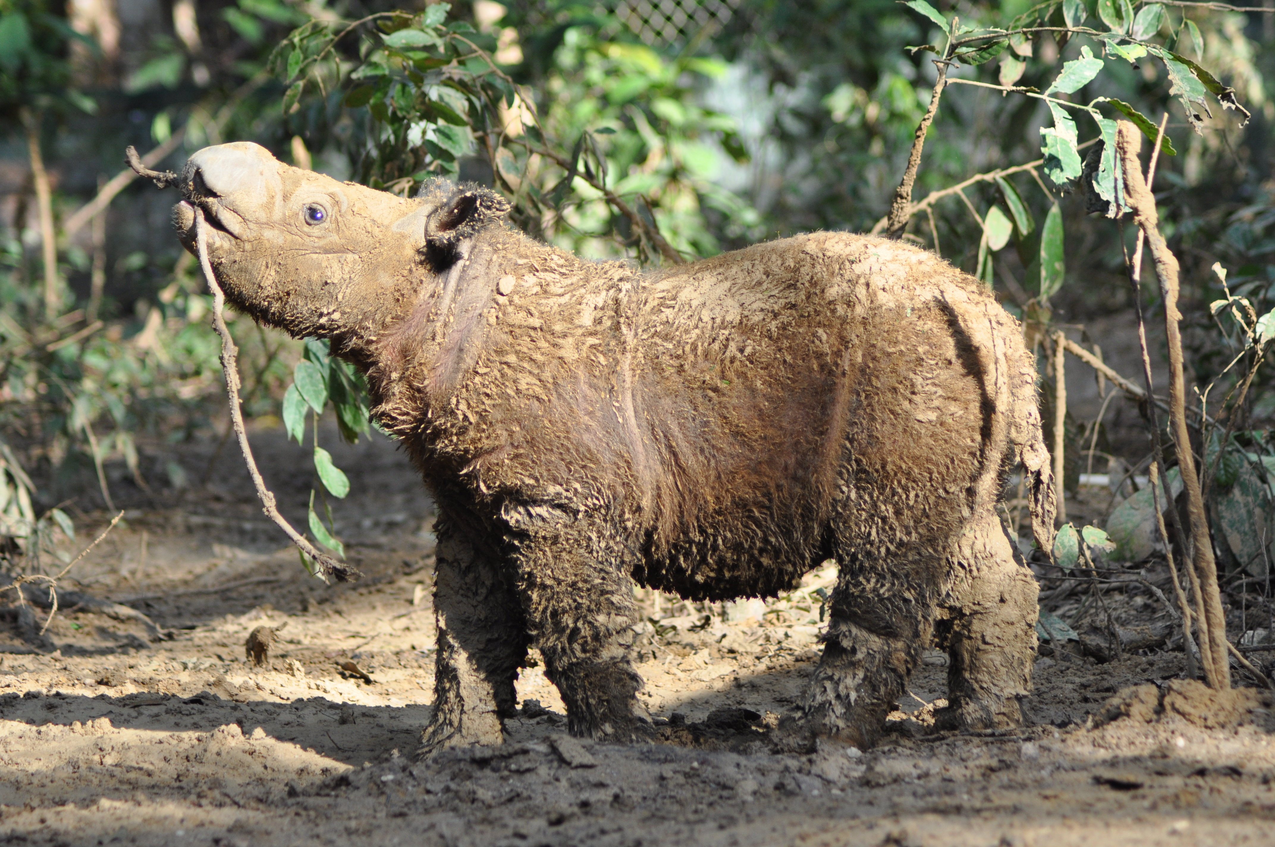 Pictured here is baby Sumatran rhino, Andatu, romping around in Indonesia’s Way Kambas National Park in 2012. Sumatran rhino calves weigh between 50 and 60 pounds at birth. Andatu will become a big brother in May, when Ratu’s second child joins the Sumatran rhino family at the Sumatran Rhino Sanctuary. Courtesy of Yayasan Badak Indonesia.