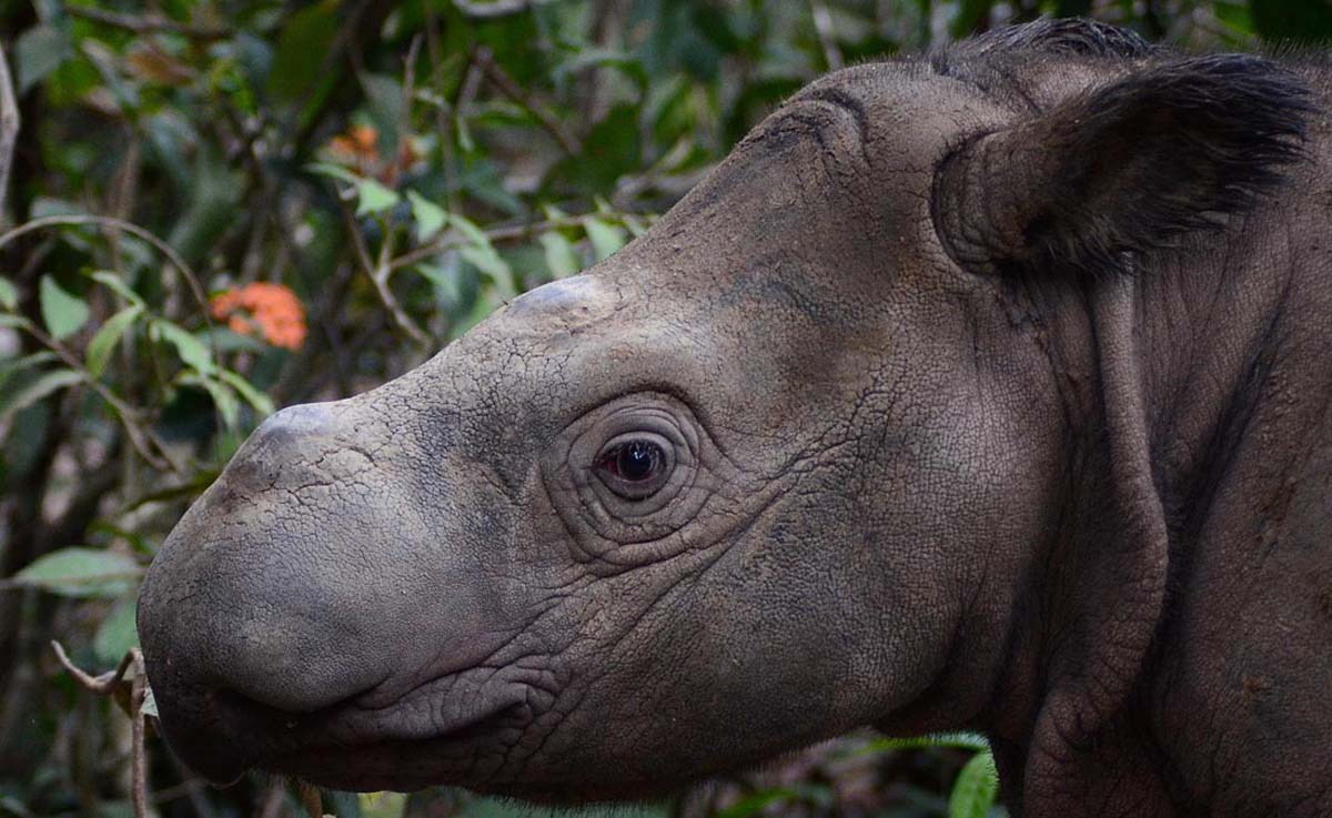 Rhino rescue under way, Science