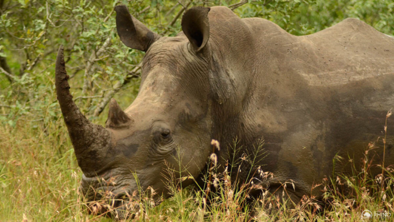 Protecting Rhinos in the Face of a Pandemic - International Rhino ...