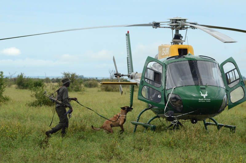 Operation: Stop Poaching Now – Rhino Dogs