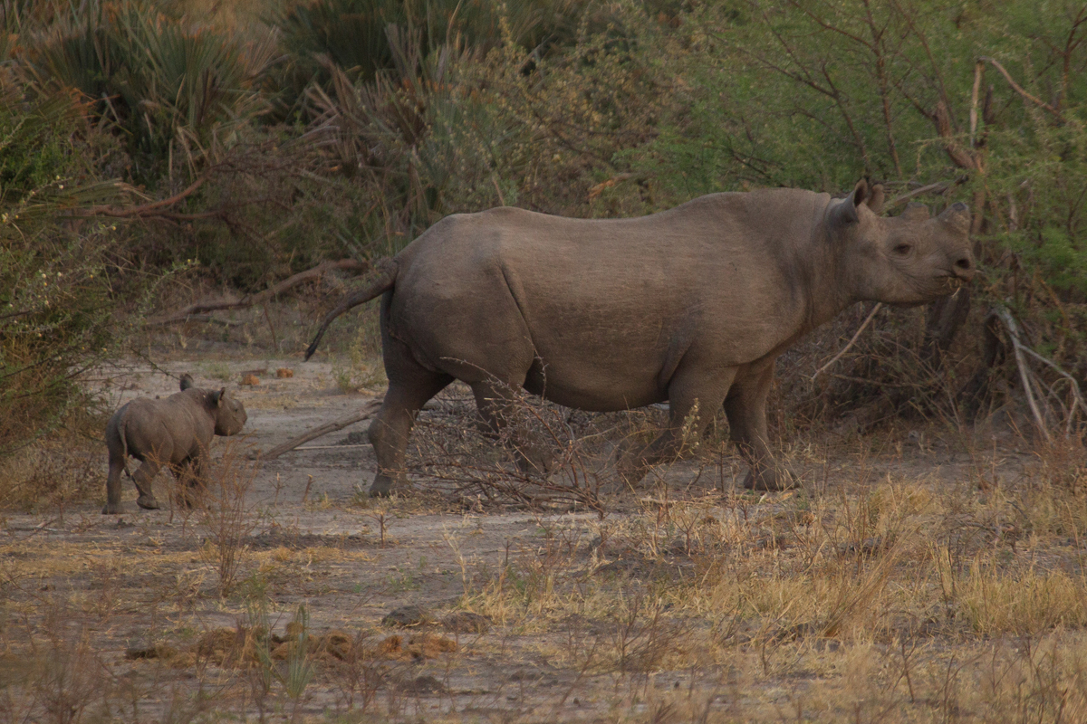 A black rhino calf — and new Team Rhino recruit — trails behind its mother in Botswana