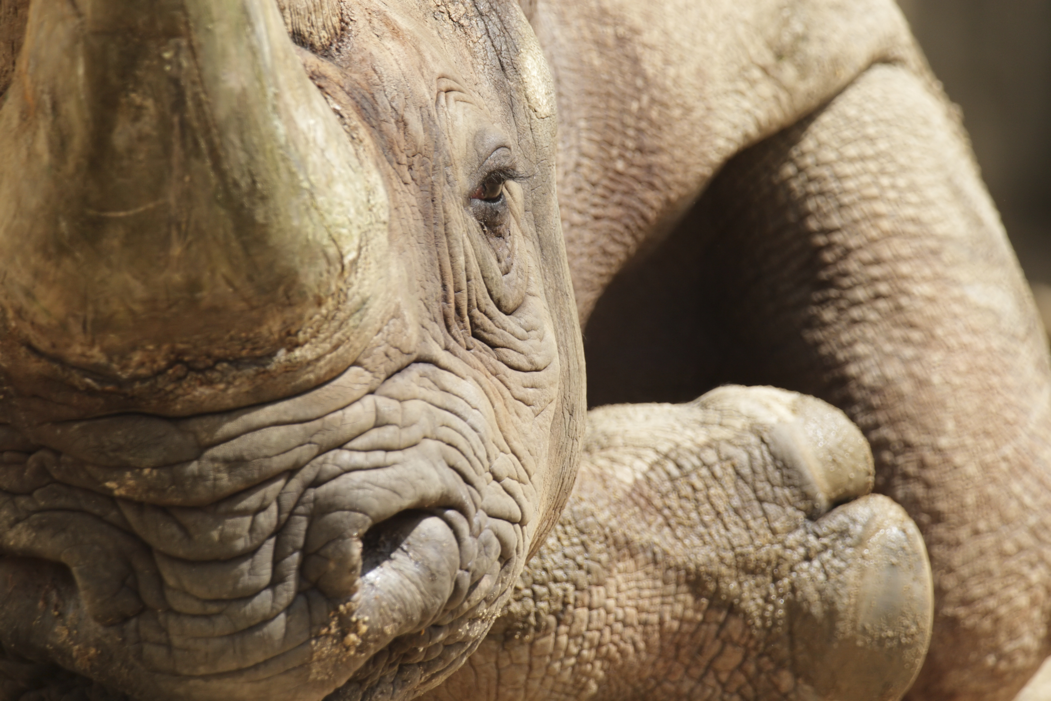 Black rhino closeup, rhino conservation