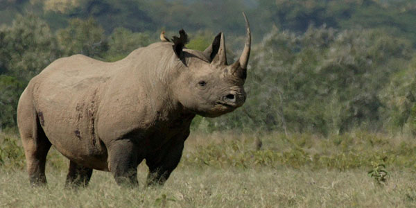 “R” is for Rhinos: Home Range
