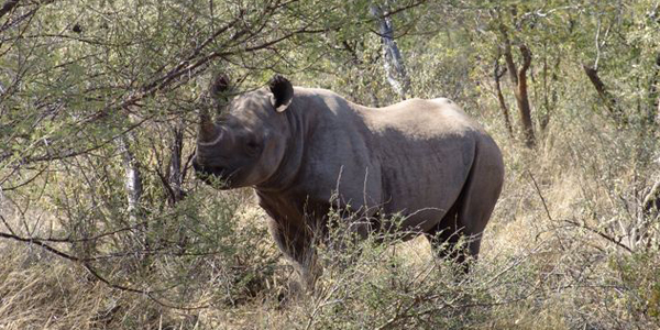 Strategic Maneuvers (and Eternal Optimism) to Save Black Rhinos