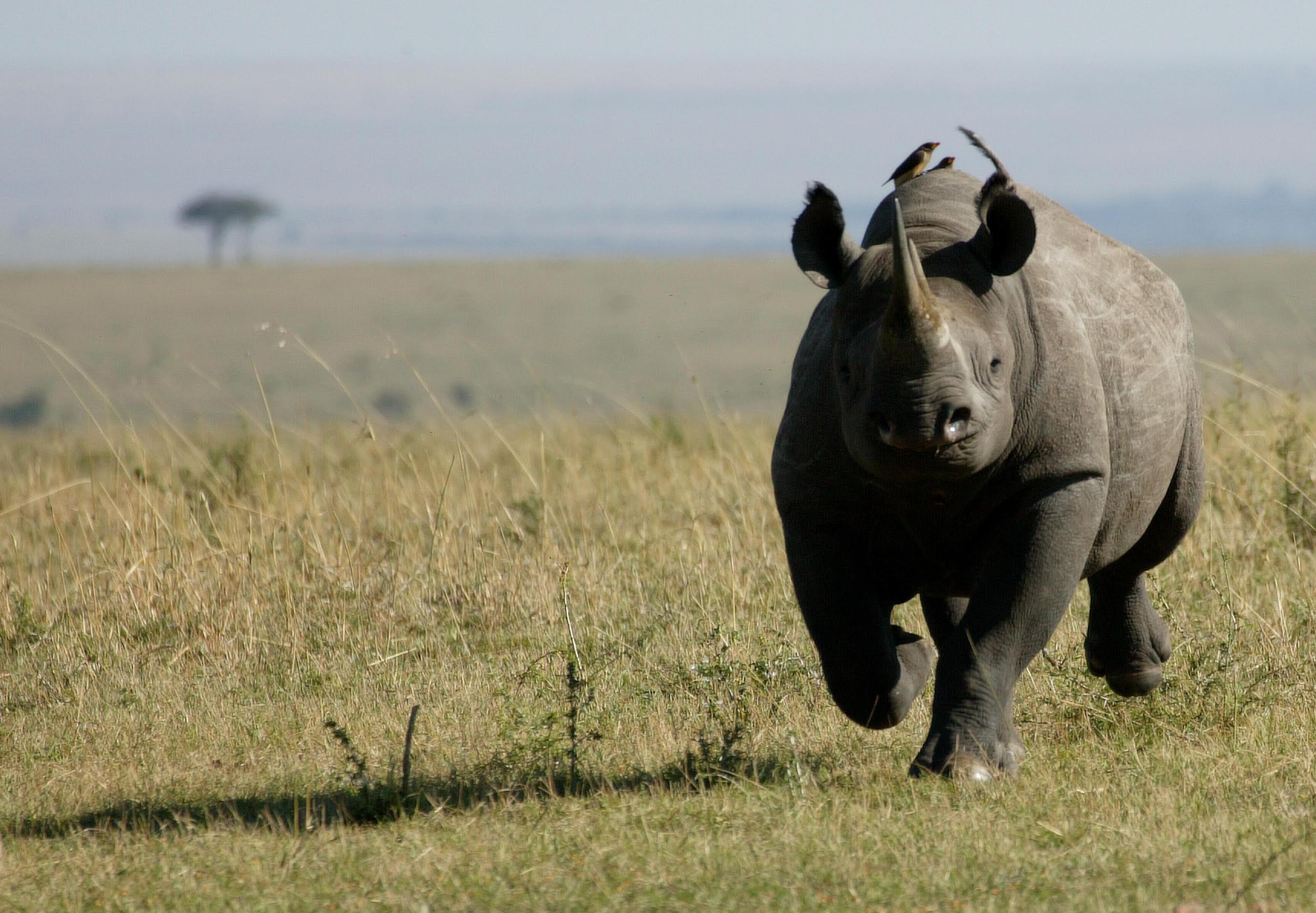 west african black rhinoceros