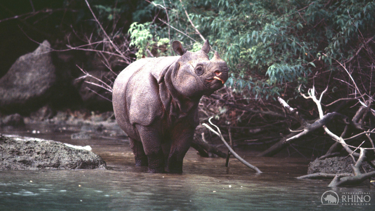 Javan Rhino stands in the river in Ujung Kulon National Park - Java, Indonesia