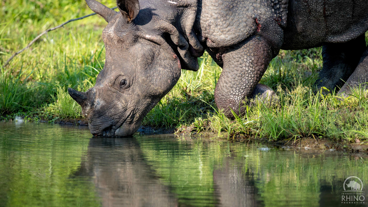 GOH rhino in Manas NP, Jeremy Dwyer-Lindgren, Woodland Park Zoo