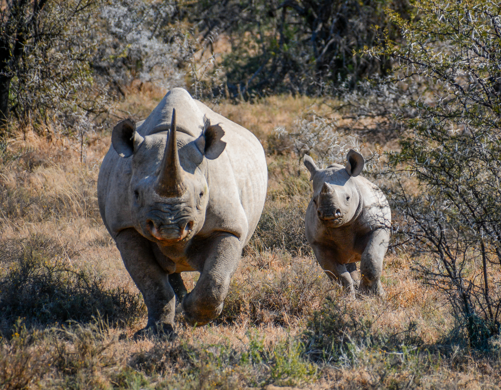 br-cow-and-calf_dreamstime_m_69148077