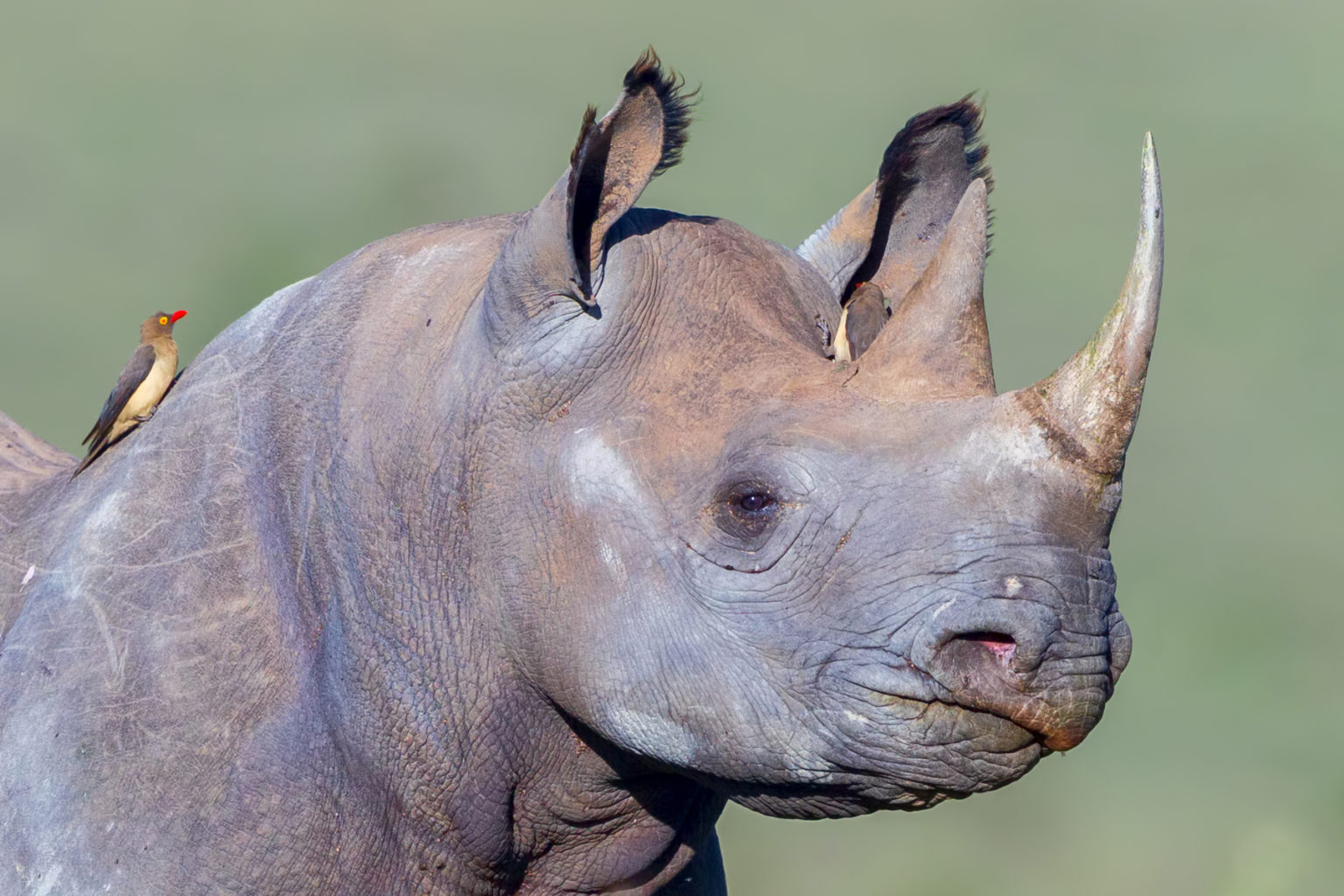 Death of the Last Male Northern White Rhino | International Rhino ...