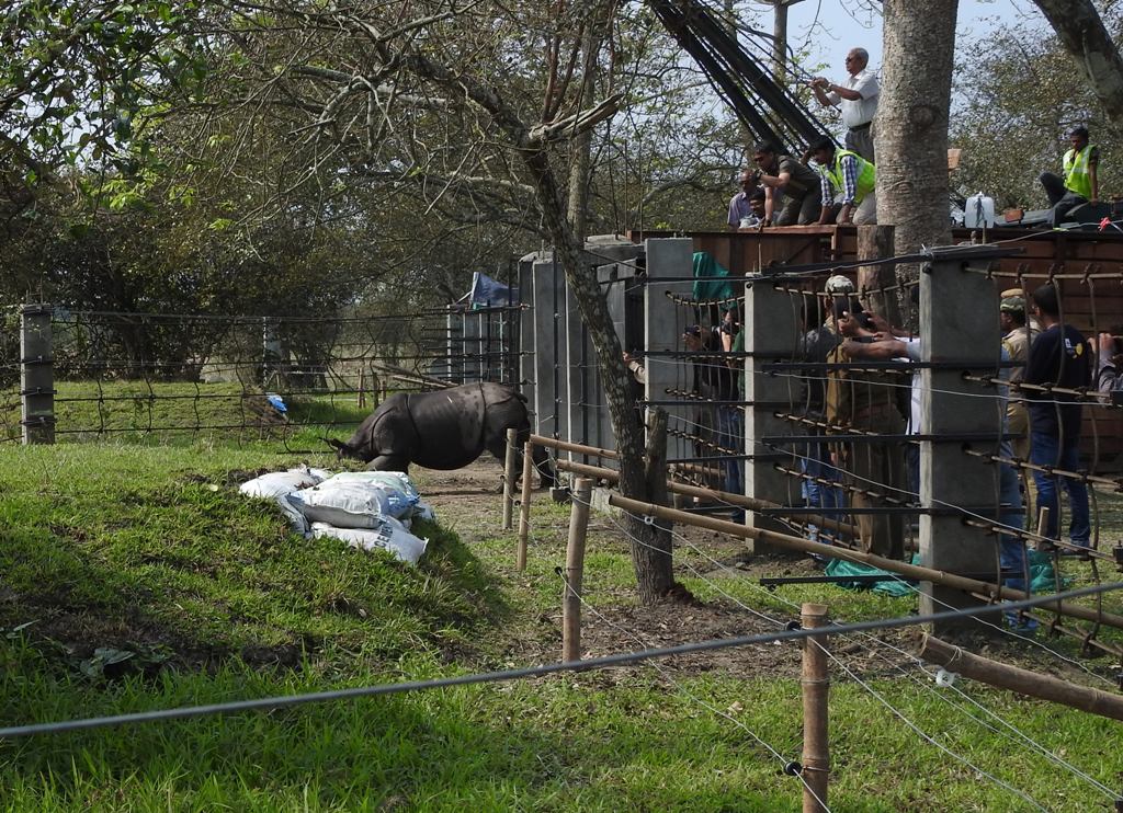 Calf being released from the traveling crate into the boma.