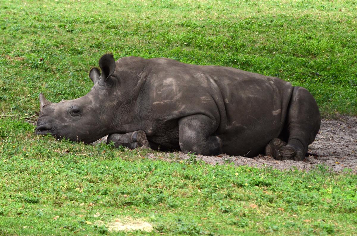 How Much Do Rhinos Sleep? - International Rhino FoundationInternational