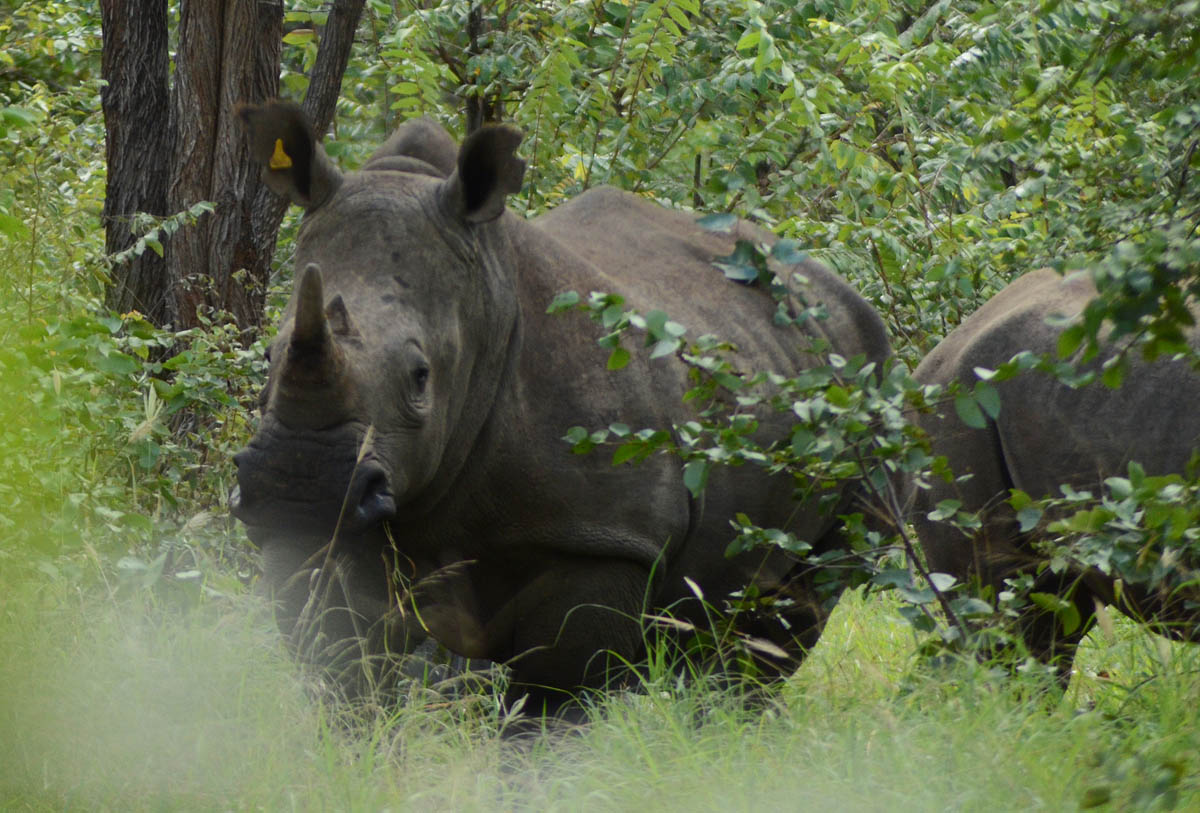 How To Save A Species | International Rhino Foundation