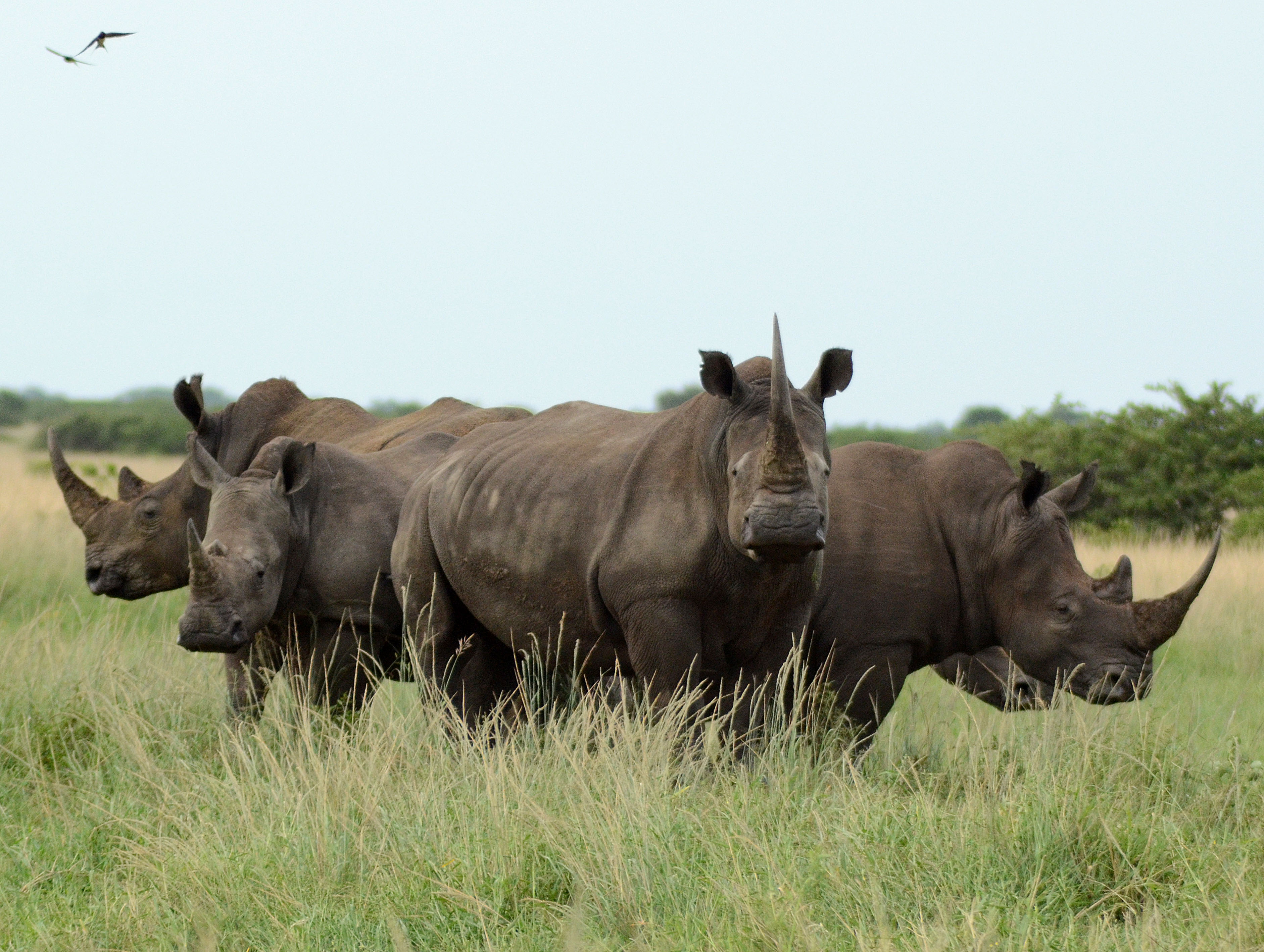 white rhinoceros social behavior