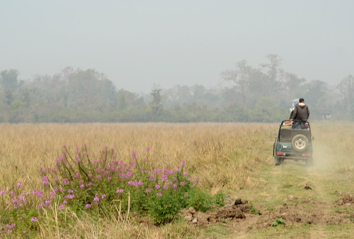 Rhino midden