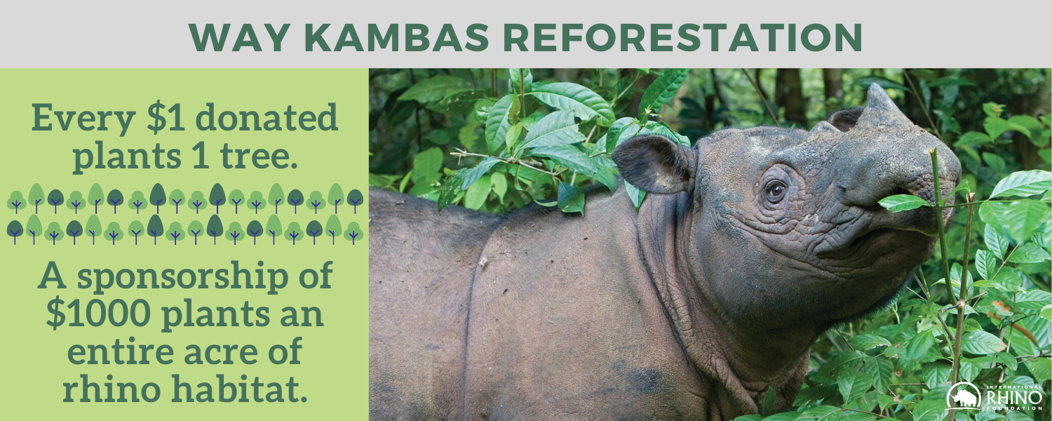Recovering Habitat in Sumatra | International Rhino Foundation