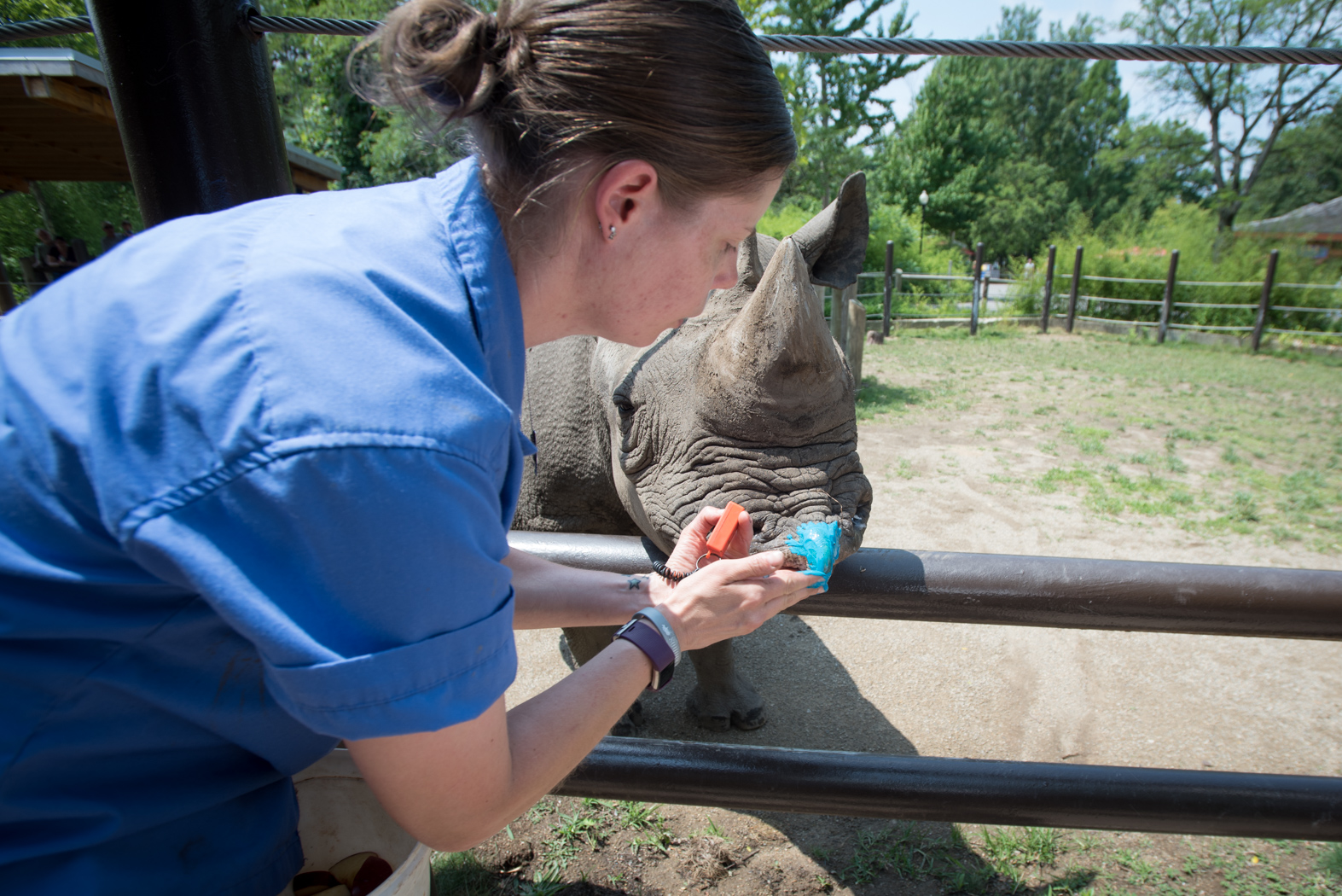 Rosie the rhino at the Columbus zoo gets ready to paint with zookeeper Mindi